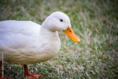 close up of white duck