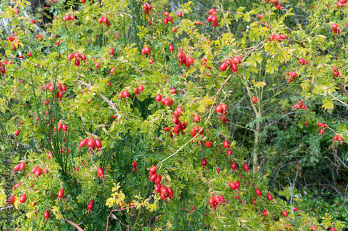 rosehip plant growing in the wild