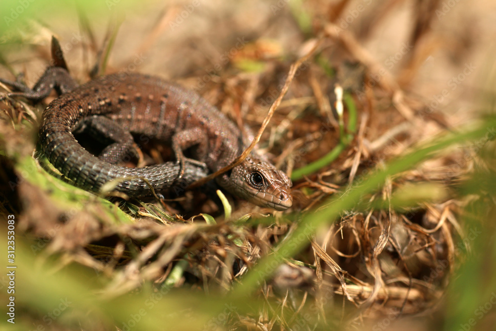 Closeup portrait of a small lizard in summer. Closeup portrait of a small lizard in summer.