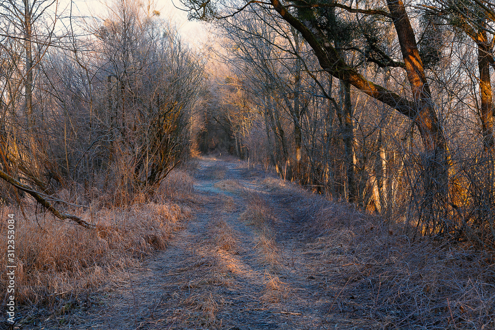 Weg im Auenwald kurz nach Sonnenaufgang mit winterlichem Rauf und zartem Sonnenlicht in orange-blauen Farbtönen Weg im Auenwald kurz nach Sonnenaufgang mit winterlichem Rauf und zartem Sonnenlicht in orange-blauen Farbtönen
