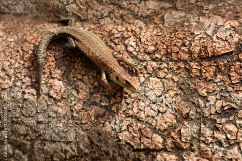 Closeup portrait of a small lizard in summer.