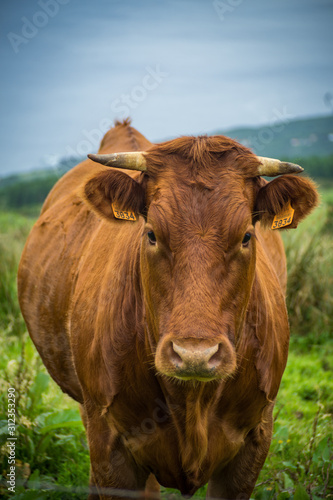 cow on a field in the mountains