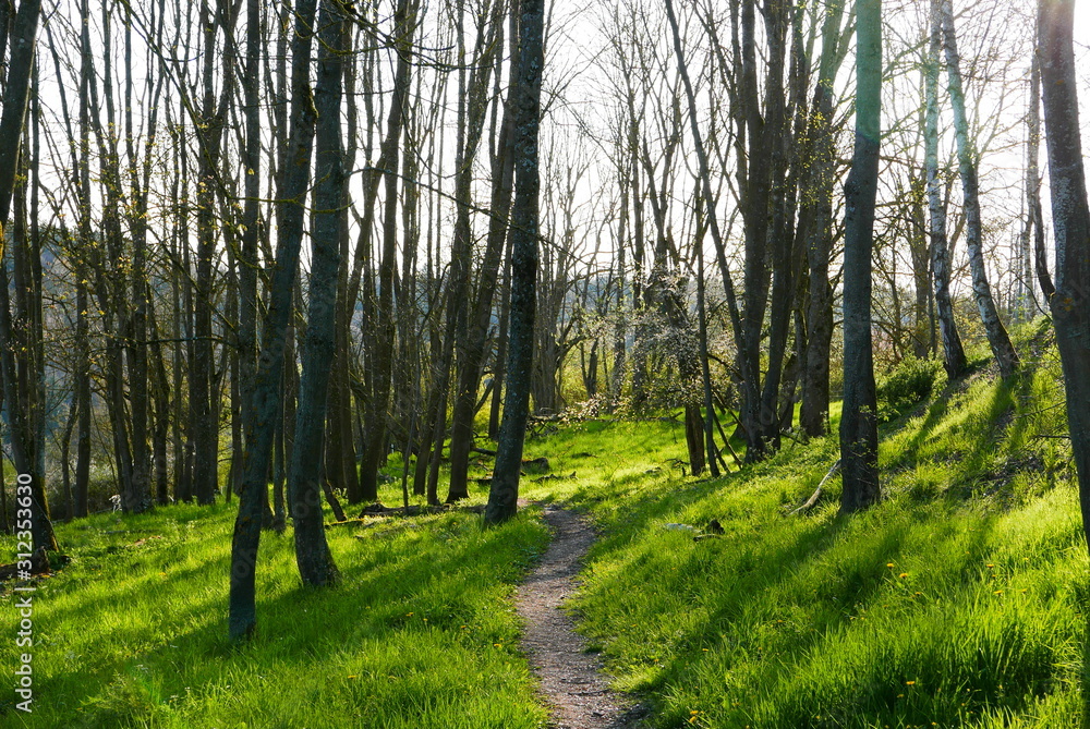 Obraz premium path in the forest