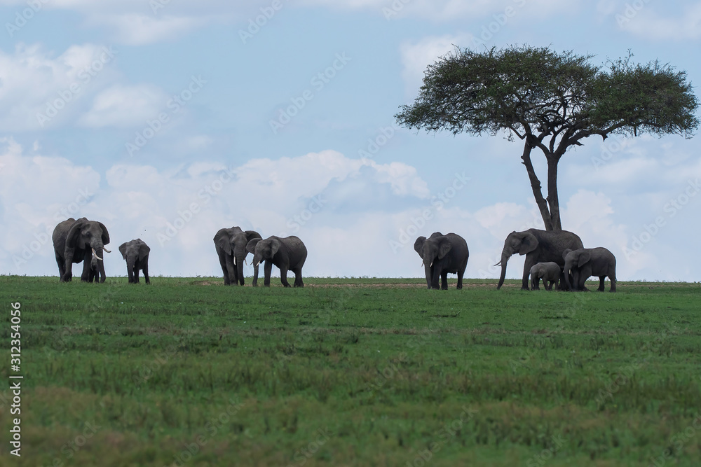 A family of elephants grazing near a lone acacia tree in the plains of Africa inside Masai Mara National Reserve during a wildlife safari