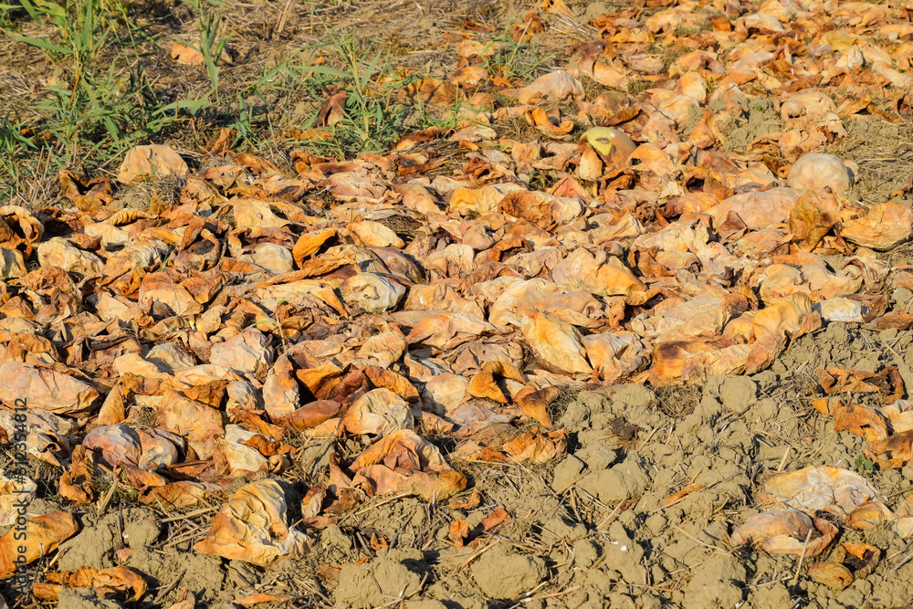 Heaps of rotting watermelons. Peel of melon. An abandoned field Heaps of rotting watermelons. Peel of melon. An abandoned field