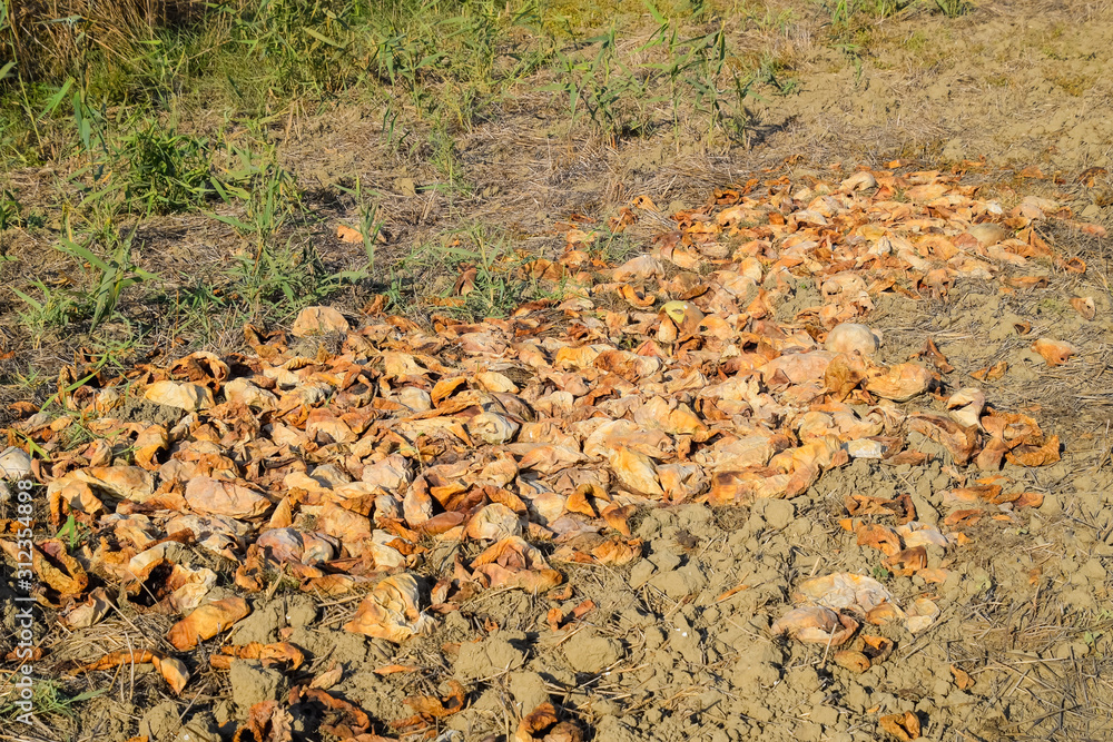 Heaps of rotting watermelons. Peel of melon. An abandoned field Heaps of rotting watermelons. Peel of melon. An abandoned field