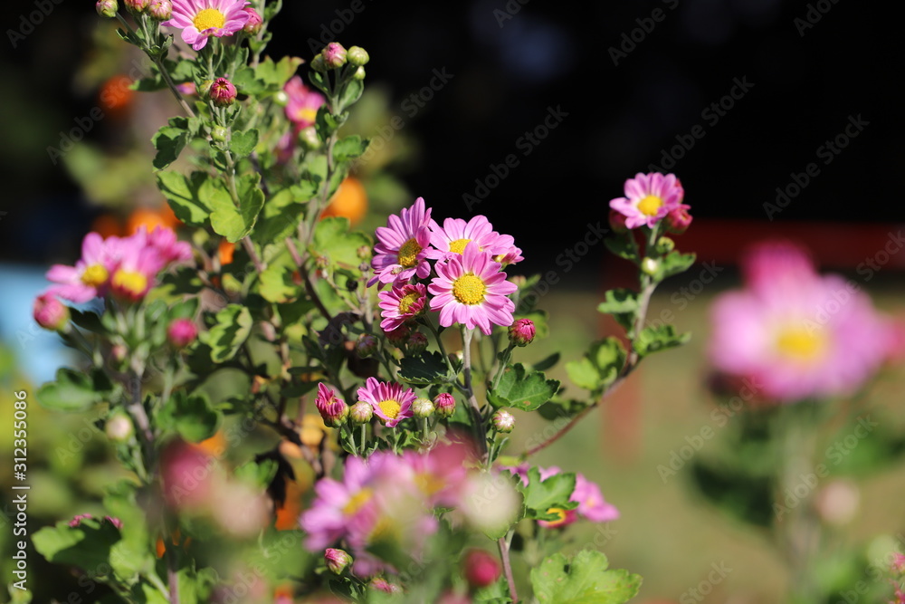 ピンクの花 ピンクの花