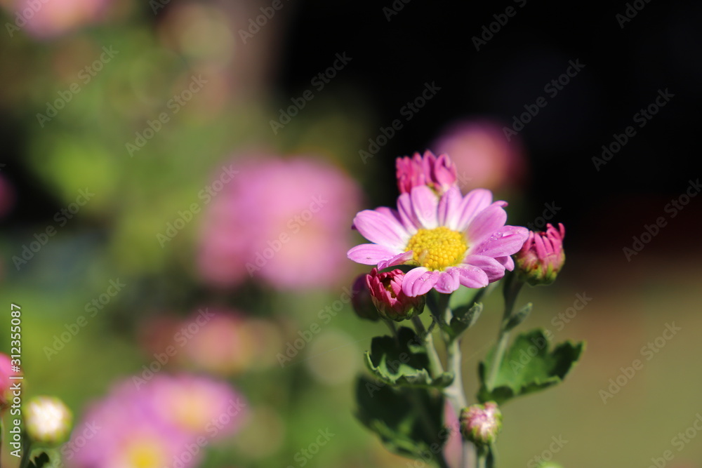 Obraz premium ピンクの花