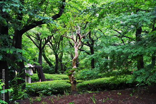 緑の公園
