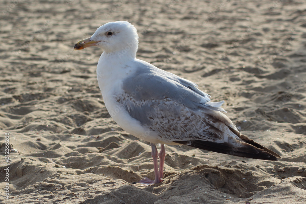 Fototapeta premium Seagull at the beach