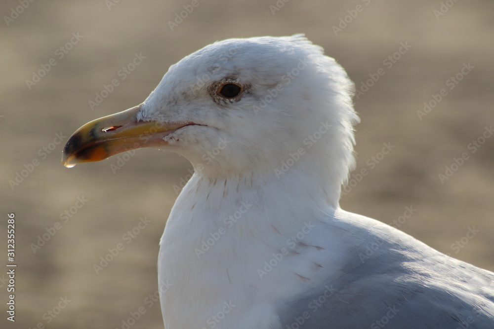 Seagull at the beach