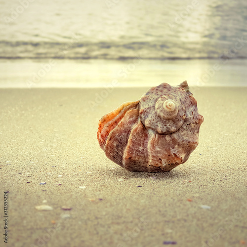 Seashell on the sand at the beach.