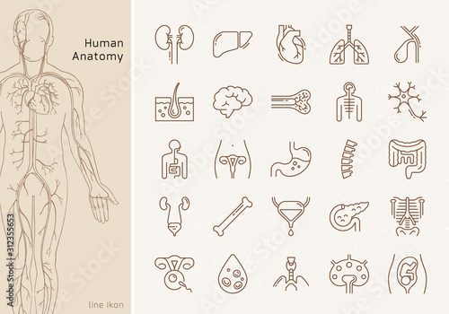 Large set of linear vector icons of human organs with signatures.