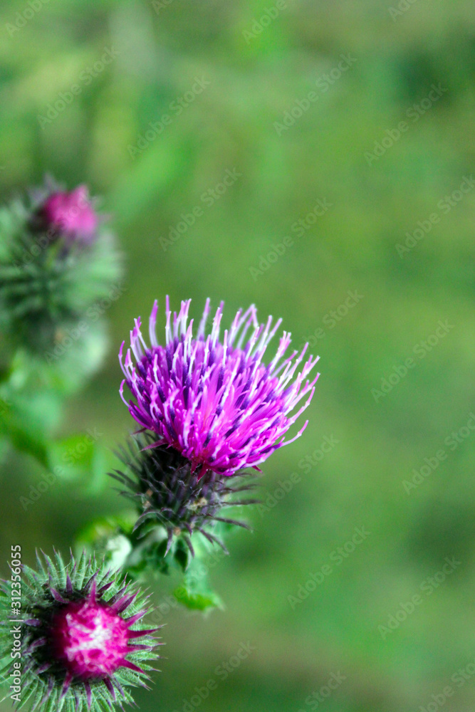 Fototapeta premium Blossoming herbal plant Milk thistle Sylybum marianum purple pink flowers green nature background