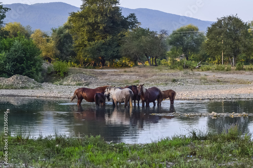 Horses walk in line with a shrinking river. The life of horses
