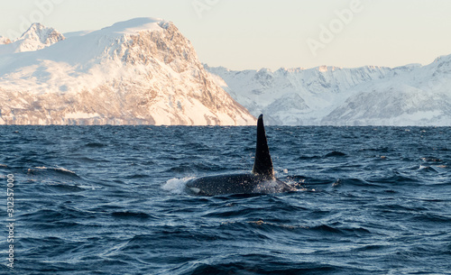Orca / Killer Whale of Norway - Lofoten © Tobias