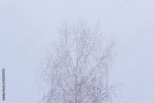 Wallpaper Mural snow covered branches Torontodigital.ca