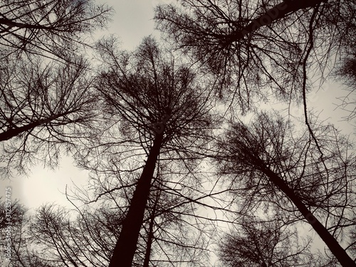 Trees