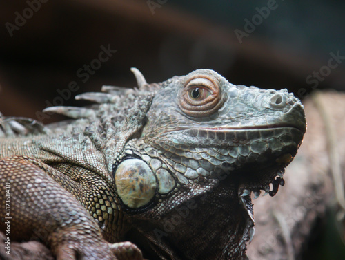 Big iguana climbing on a tree.