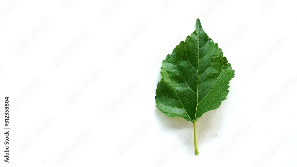 Fototapeta premium Mulberry leaf on white background.