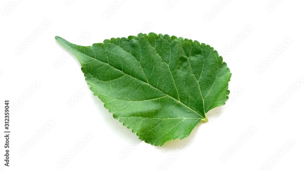 Mulberry leaf on white background. Mulberry leaf on white background.