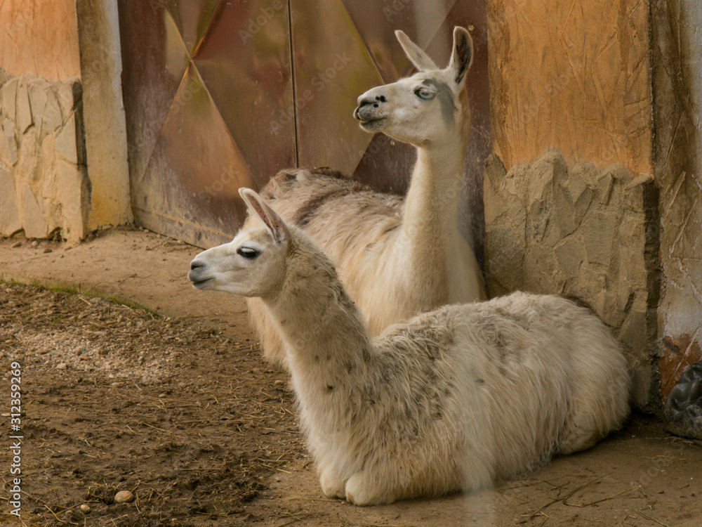 Two young white lamas relaxing in the barn.