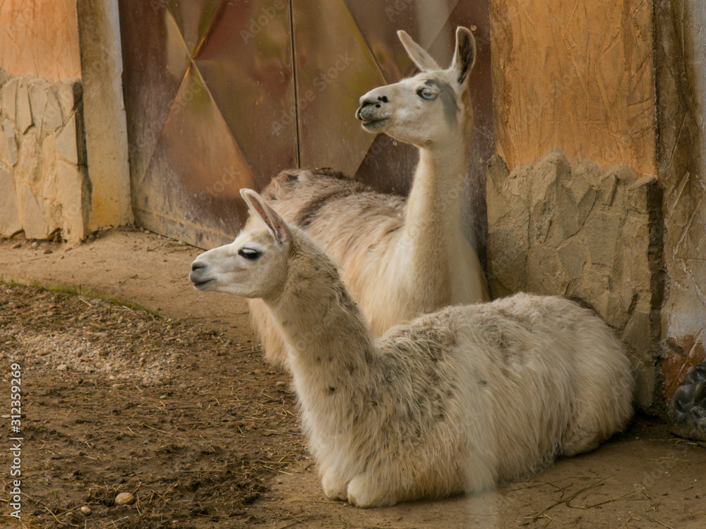 Two young white lamas relaxing in the barn. Two young white lamas relaxing in the barn.