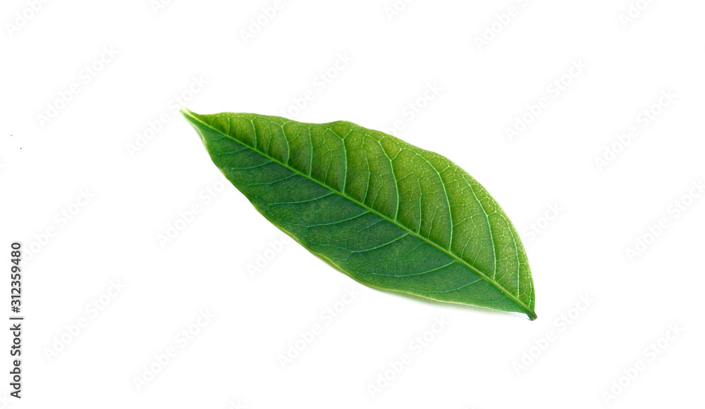 Obraz premium green leaves on white background