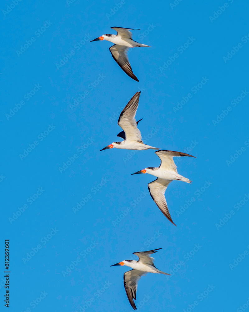 Obraz premium Florida beach with skimmers flying by