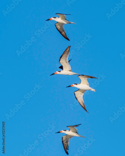 Florida beach with skimmers flying by