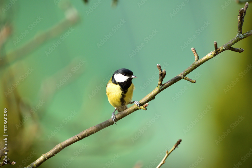 Great tit sitting on a tree branch in a garden park looking for feeding Great tit sitting on a tree branch in a garden park looking for feeding