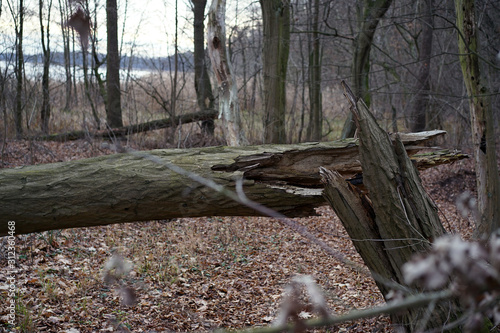 broken tree lying in the autumn in the forest - in the background fallen leaves and lake