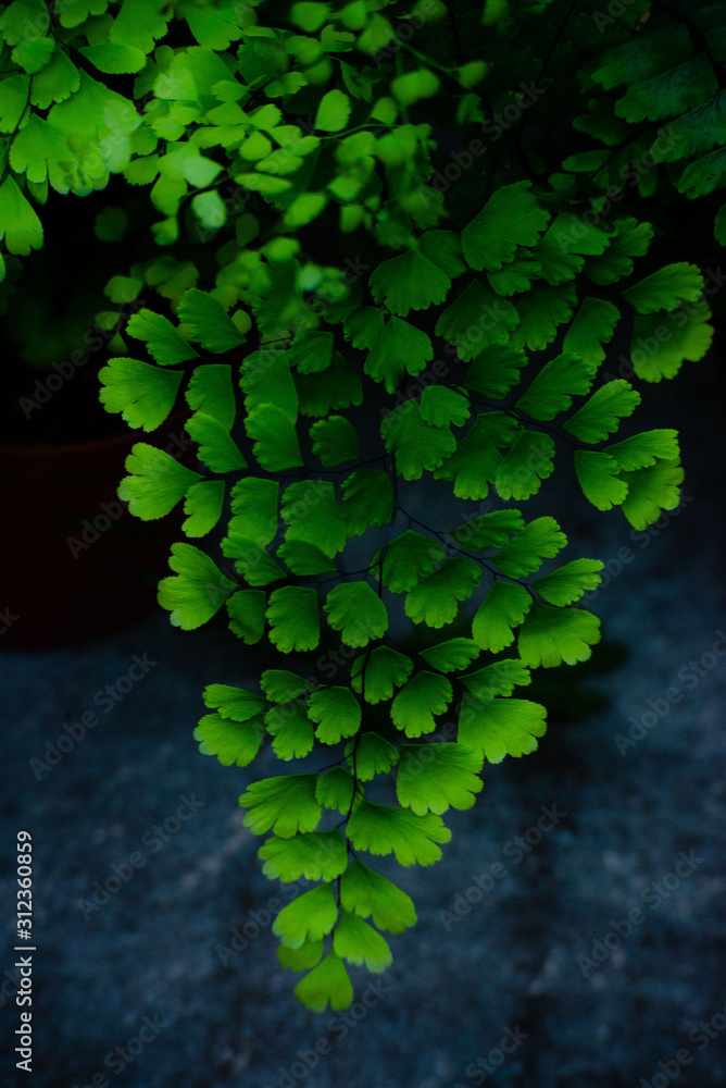 Tropical Fern Bushes. Juicy green twig. stock photo. Selective focus. Tropical Fern Bushes. Juicy green twig. stock photo. Selective focus.