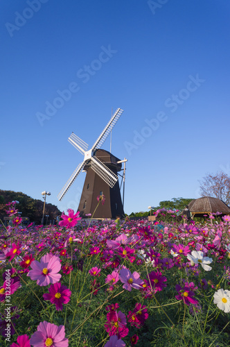 Cosmos field on a windmill hill in Tsurumi Ryokuchi. photo