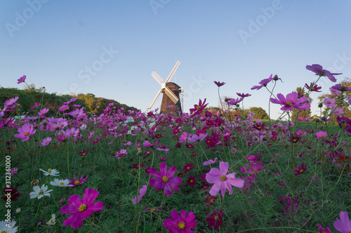 Cosmos field on a windmill hill in Tsurumi Ryokuchi. photo