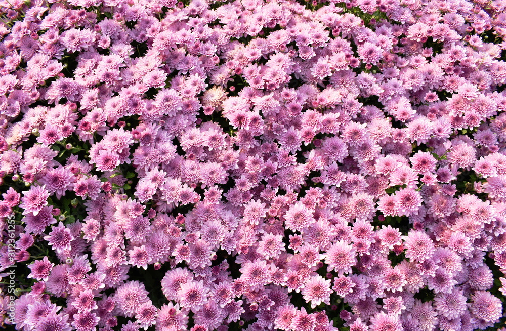  pink chrysanthemum flowers blooming in garden