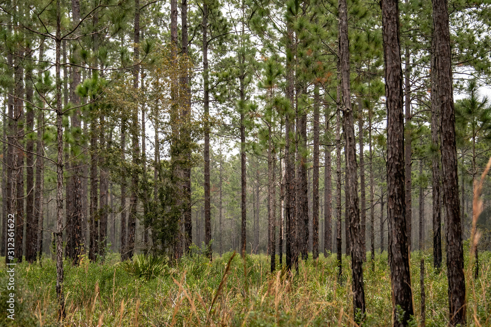 Pine trees in the winter wilderness - Florida, USA Pine trees in the winter wilderness - Florida, USA