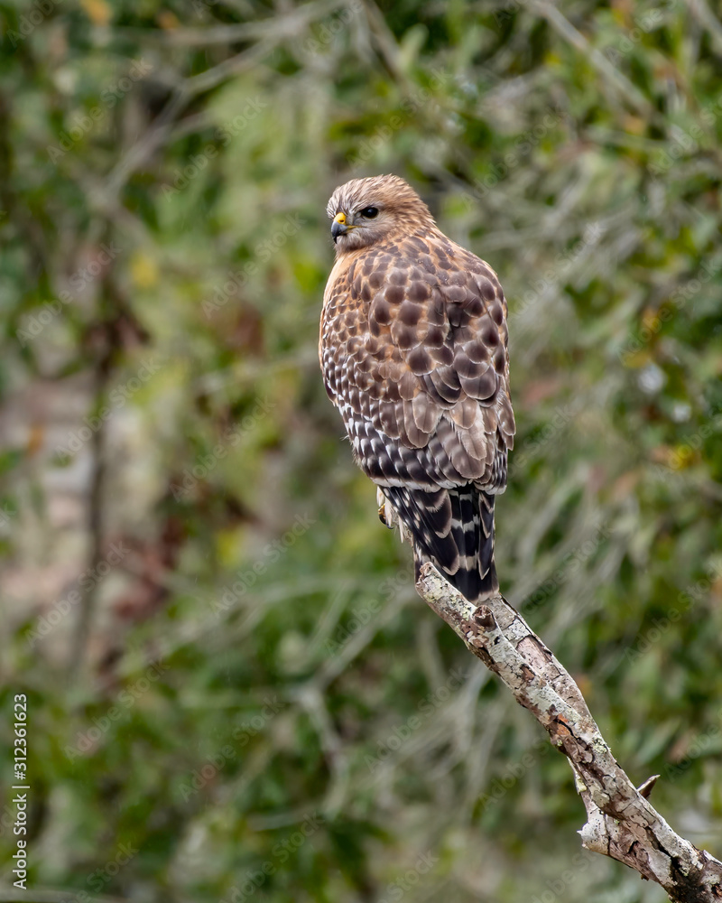 Red shouldered hawk sits in a tree Red shouldered hawk sits in a tree