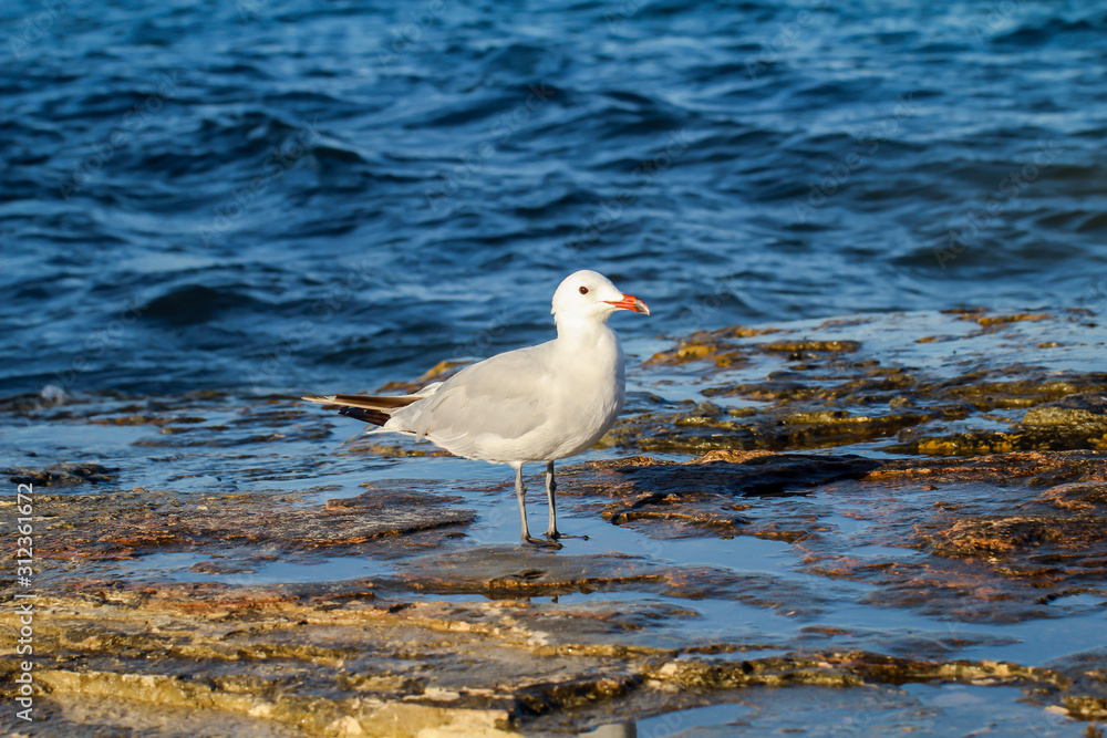 eine Möwe an einem Steinigen Abschnitt des Strand eine Möwe an einem Steinigen Abschnitt des Strand