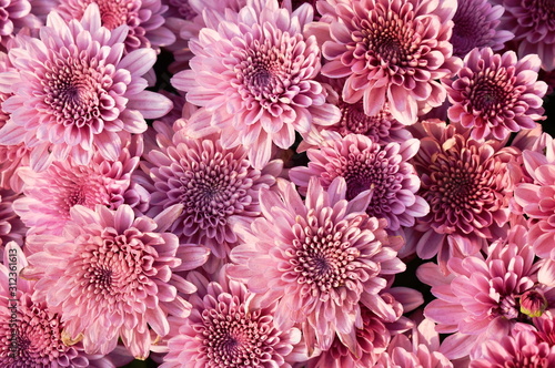  pink chrysanthemum flowers blooming in garden © pedphoto36pm