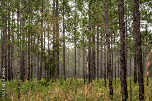 Pine trees in the winter wilderness - Florida  USA