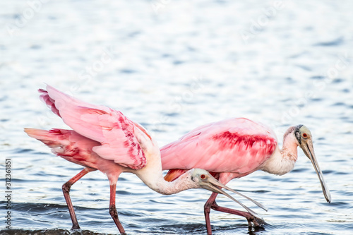 Roseate spoonbills searching a lake for food.  Florida USA