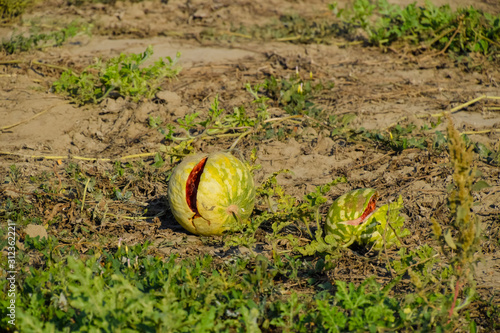 Split in two an old rotten watermelon. Rotten watermelons. Remai photo