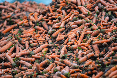 Freshly picked organic carrots are lying in a heap on the edge of the field