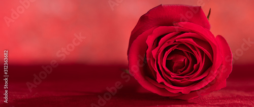 Rose close-up background