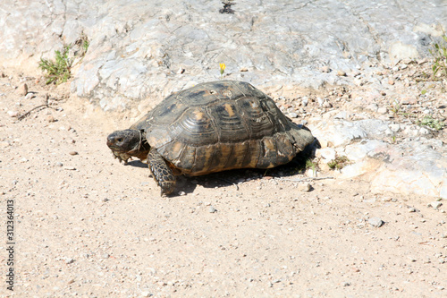 turtle on rock © thanasis