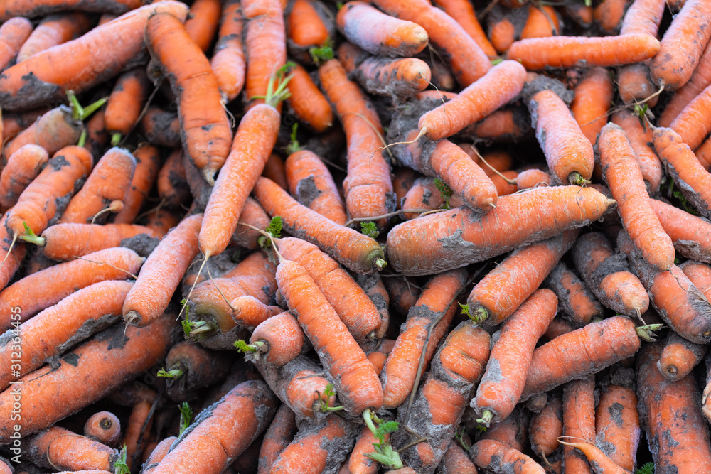 Freshly picked organic carrots are lying in a heap on the edge of the field Freshly picked organic carrots are lying in a heap on the edge of the field