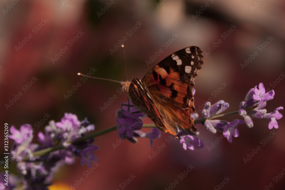 black-and-orange butterfly hive urticaria sits on small lilac wildflowers. butterfly insect in natural habitat, close-up nature photo with bokeh and with variable focus. black-and-orange butterfly hive urticaria sits on small lilac wildflowers. butterfly insect in natural habitat, close-up nature photo with bokeh and with variable focus.