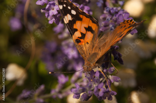 black-and-orange butterfly hive urticaria sits on small lilac wildflowers. butterfly insect in natural habitat, close-up nature photo with bokeh and with variable focus.