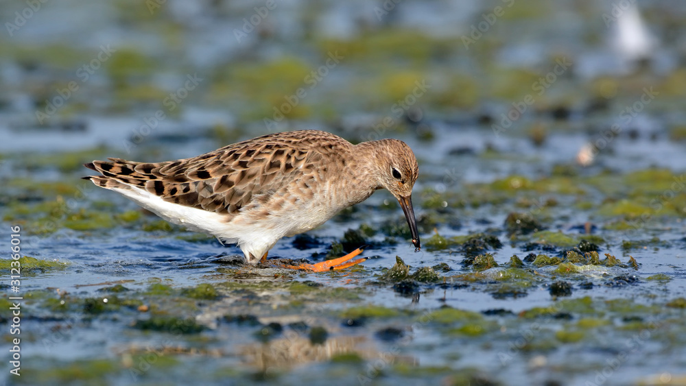 Ruff (Philomachus pugnax), Greece Ruff (Philomachus pugnax), Greece